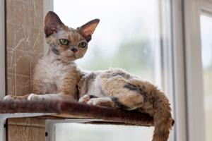 Производитель питомника Great Elf - кошечка девон рекс  Great Elf Murka