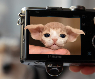 Продажа котенка девон рекс, Мальчик девон рекс для продажи